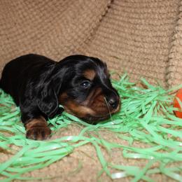 Judy - Black and tan female Dachshund puppy in Henry, Virginia from Dumbledore's AKC Mini Dachshunds