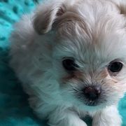 Biewer Terriers and Mi-Kis from Little Angels Mi-Kis