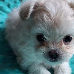 Biewer Terriers and Mi-Kis from Little Angels Mi-Kis