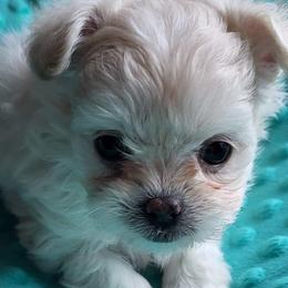 Biewer Terriers and Mi-Kis from Little Angels Mi-Kis