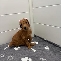 Pistachio collar - Red  female Poodle puppy in San Benito, Texas from Irene's Poodles