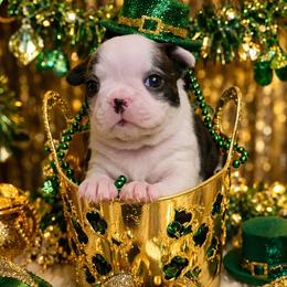 Classic Lady - Black and white female Boston Terrier puppy in San Antonio, Texas from JT Bostons