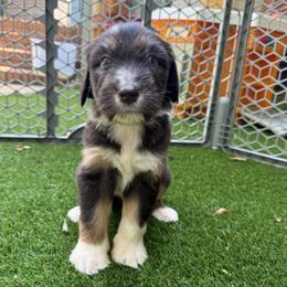 Miles - male Australian Mountain Doodle puppy in Williamston, South Carolina from Sassy Bob’s Dogs
