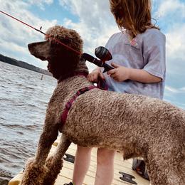 Oso - Poodle