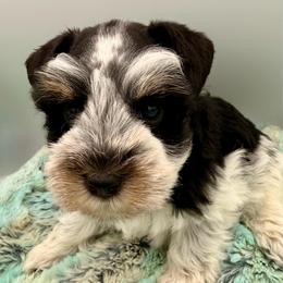 Frasier - Parti male Miniature Schnauzer puppy in Russell, Kentucky from Marjorie's Simply Schnauzer