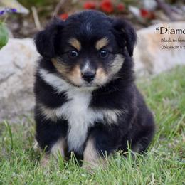 Diamonds - Black tri female Miniature Australian Shepherd puppy in Evant, Texas from Lazy VT Bar Ranch