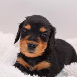 Black male - Black and tan male Dachshund puppy in Maurice, Louisiana from Hart Dachshunds