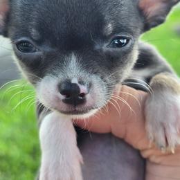 Violet - Blue and white female Chihuahua puppy in Amity, Pennsylvania from Baxters Chihuahuas