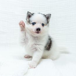 Love Bug - Black and white male Pomsky puppy in Spring City, Pennsylvania from Pomsky Power Puppies