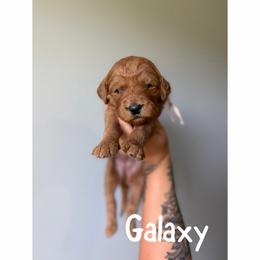 Galaxy - Red  female Goldendoodle puppy in Smithfield, Kentucky from KBK9 Kennels