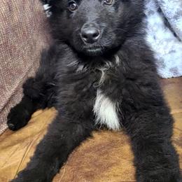 White Collar Male - Black male German Shepherd puppy in Cadet, Missouri from Working Valley Shepherds