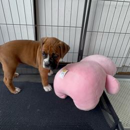 Dark pink - Fawn female Boxer puppy in Denver, Colorado from Yuni’s AKC Boxers