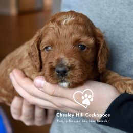 Cockapoo Puppies from Chesley Hill Cockapoos