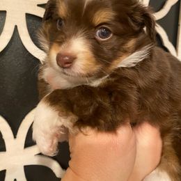 Audi - Red tri male Miniature Australian Shepherd puppy in Marysville, Washington from Garay Mini Aussies
