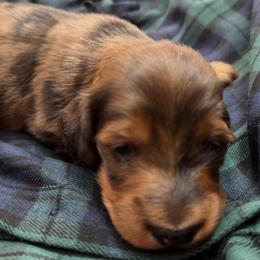 Cena - Red male Dachshund puppy in Tampa, Florida from EntityDachs