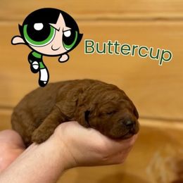 Buttercup - Red  female Goldendoodle puppy in Shushan, New York from Barnwood Doodles