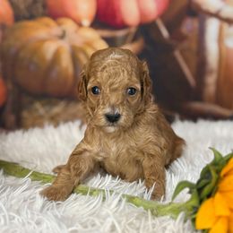 Daphne, Purple Collar - Red  female Goldendoodle puppy in Lake Panasoffkee, Florida from Donnas Deluxe Doodles LLC