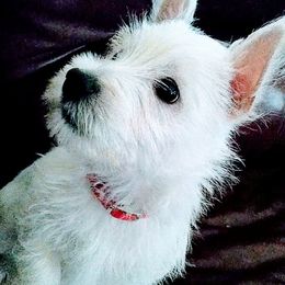 West Highland White Terriers from Altepeter West Highland Terriers