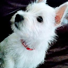 West Highland White Terriers from Altepeter West Highland Terriers