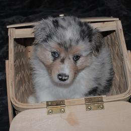 Ryder - Blue merle male Australian Shepherd puppy in Jeddo, Michigan from Blue Water Aussies