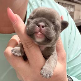 Dale - Blue fawn male French Bulldog puppy in Delhi, Louisiana from 4T Ranch