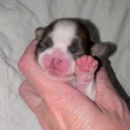 Girl 2 - Brindle and white female Shih Tzu puppy in Bishop, California from Shih Tzu G-ma