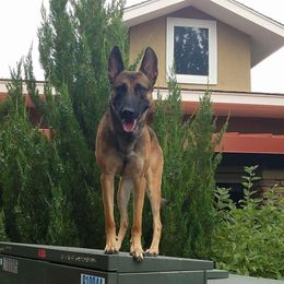 Blaze BRN 27655 - Belgian Malinois