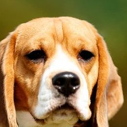 DORY - Beagle