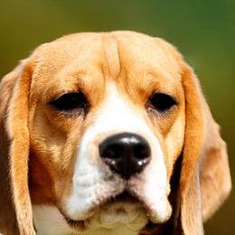 DORY - Beagle