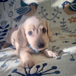 Confetti - Cream male Dachshund puppy in Sacramento, California from MiniDoxPups