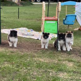 Akita puppies from Day Dream Akita & Shiba Inu