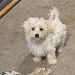 Rose - White female Coton de Tulear puppy in Mead, Oklahoma from Bar W Cotons