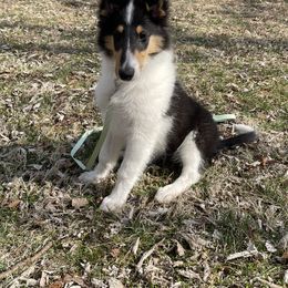 Collie Puppies from Goldsun Collies
