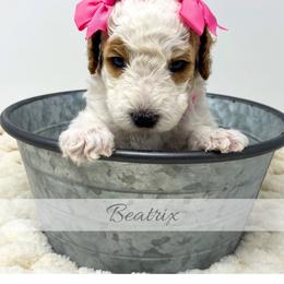 Beatrix - Parti female Goldendoodle puppy in State Road, North Carolina from Must Love Doodles