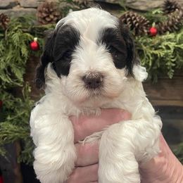 Australian Labradoodle Puppies from Catskill Country Labradoodles
