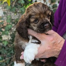 Boy 1 - Sable male Cocker Spaniel puppy in Comfort, Texas from D&D Hill Country Cockers and Chihuahuas