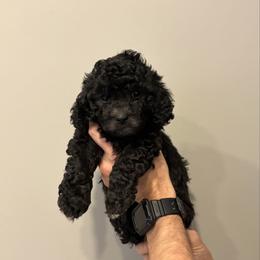 Peggy - Black female Cavapoo puppy in Fayetteville, North Carolina from Carolina Cavapoos