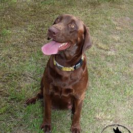 Dixie - Labrador Retriever