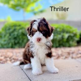 Light blue male - Red tri-color male Assorted Doodle Crosses puppy in Springville, Utah from JW Doodles