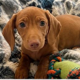 Charlie - Red female Dachshund puppy in Maidsville, West Virginia from L&B Lowriders