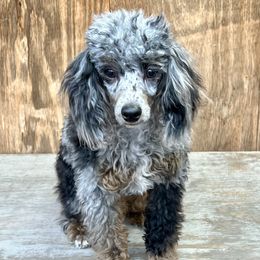 Munchie - Poodle