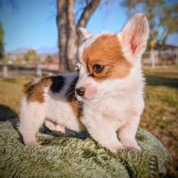Bud - Sable male Pembroke Welsh Corgi puppy in Hotchkiss, Colorado from Bell S Ranch