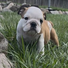 Bulldog Puppies from Odyssey English Bulldogs