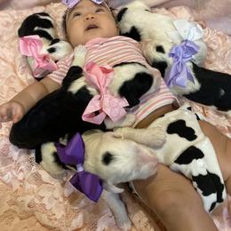 Sheepadoodle Puppies from Sunflower Family Farms