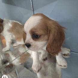 Rella - Blenheim female Cavalier King Charles Spaniel puppy in Phoenix, Arizona from Royal Desert Cavaliers