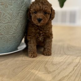 Goldendoodle Puppies from Karmadoodlee