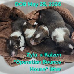 LITTLE Rodger - Sable and white male Shetland Sheepdog puppy in Houston, Texas from LaLa's Lilliputian Lassies