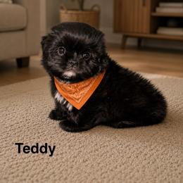 Nolan-Teddy - Black and white male Shih Tzu puppy in Kettering, Ohio from The Ruff Life Tribe