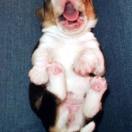 Beagle Puppies from Allegro Beagles