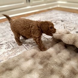Cockapoo Puppies from Brook Valley Cockapoos